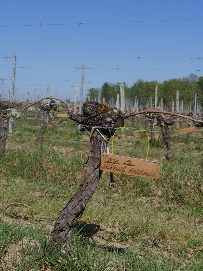 Виноградник на урожай